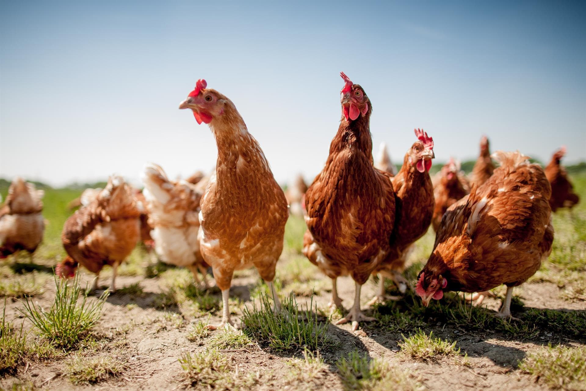 Alimentación y accesorios para la cría de animales