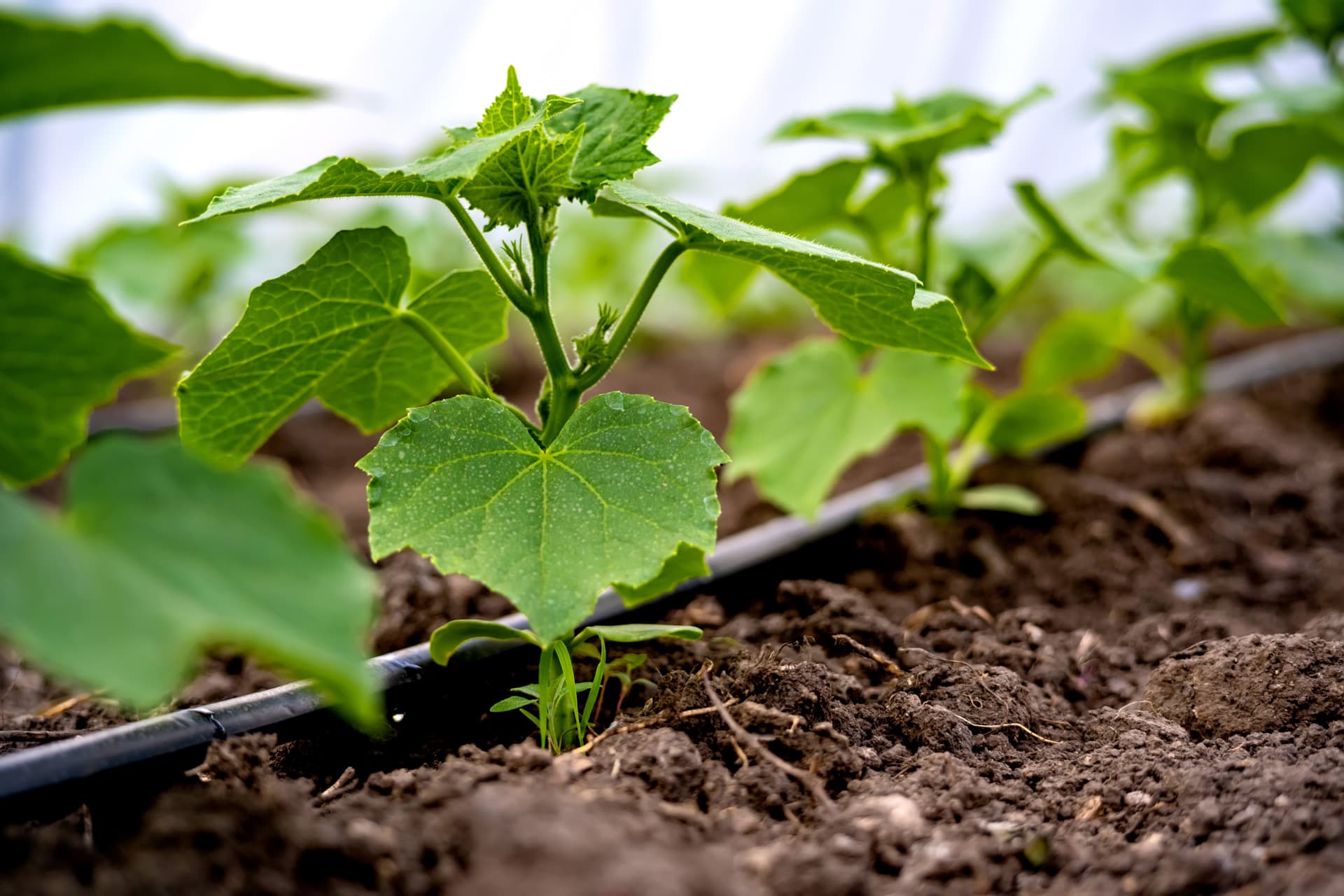 Venta de productos agrícolas en Pontevedra