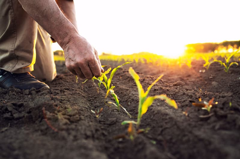 Asesoramiento de la tierra de cultivo